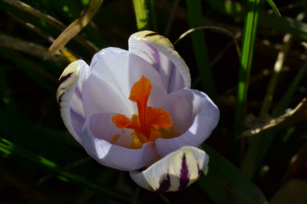 Crocus vernus e altri crocus ?